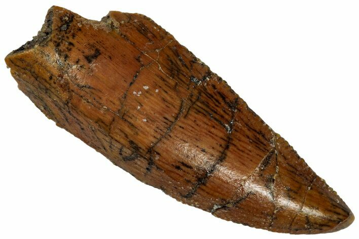 Serrated, Raptor Premaxillary Tooth - Real Dinosaur Tooth #332236